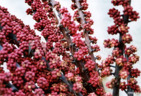 Picture of Berry flowers